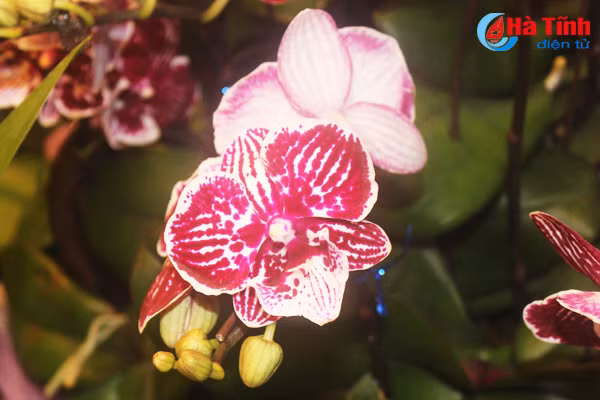 nhung loai hoa mang y nghia phu quy trong dip tet