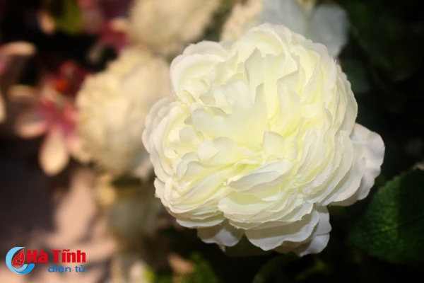 nhung loai hoa mang y nghia phu quy trong dip tet