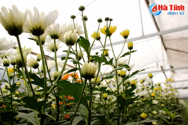 lang hoa bac son ruc ro khoe sac don xuan