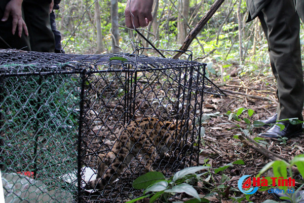 tha meo gam quy hiem ve lai moi truong tu nhien