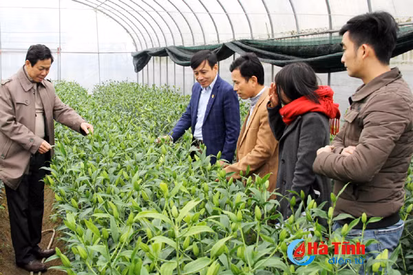 vuon hoa tet thu tram trieu cua vo chong cong chuc tre