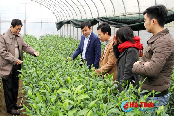 vuon hoa tet thu tram trieu cua vo chong cong chuc tre