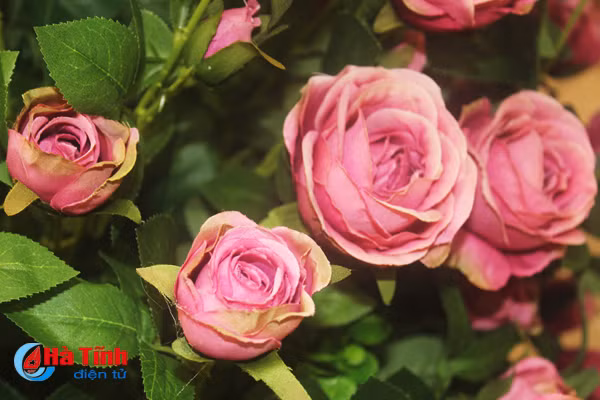 nhung loai hoa mang y nghia phu quy trong dip tet