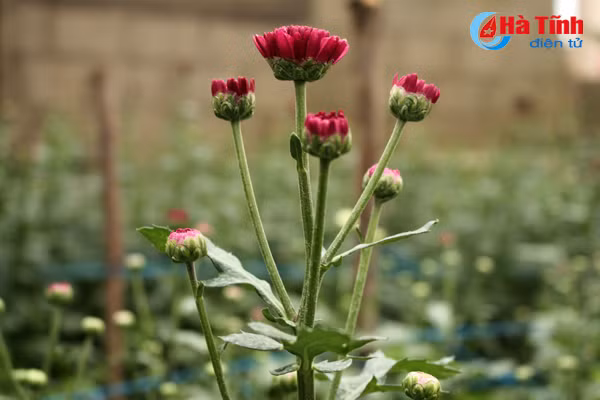 lang hoa bac son ruc ro khoe sac don xuan