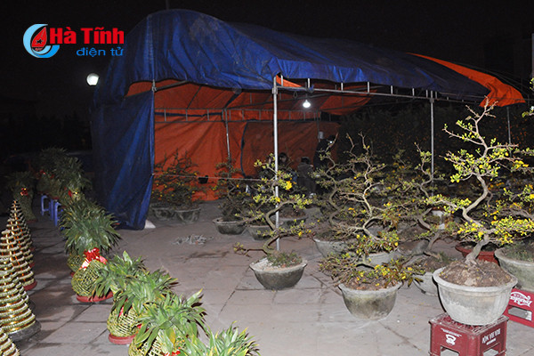 trang dem canh quat trong dao trong gia ret