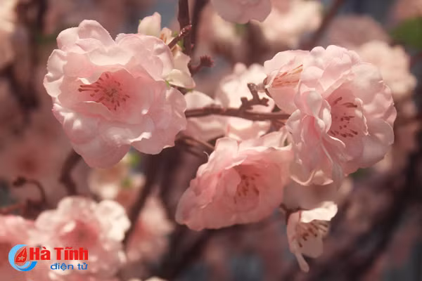 nhung loai hoa mang y nghia phu quy trong dip tet