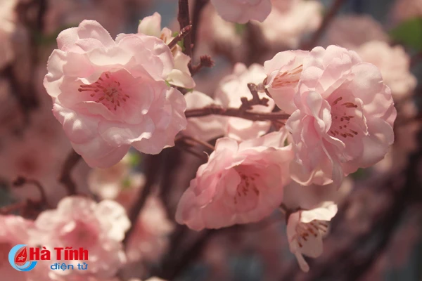 nhung loai hoa mang y nghia phu quy trong dip tet