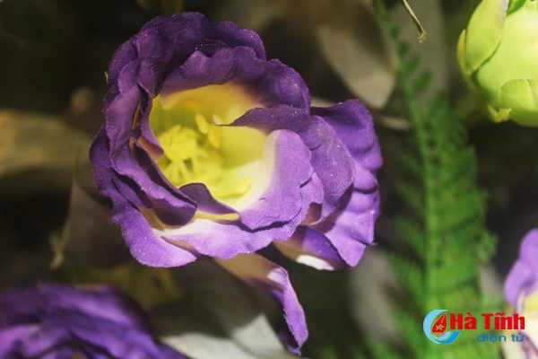 nhung loai hoa mang y nghia phu quy trong dip tet