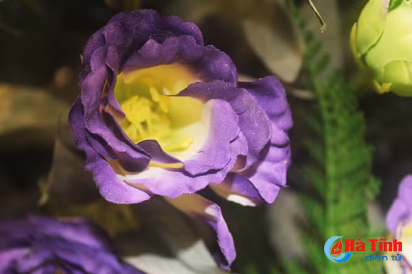 nhung loai hoa mang y nghia phu quy trong dip tet