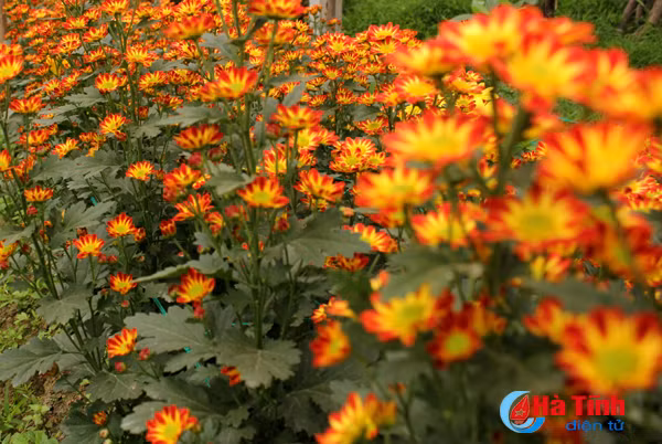 lang hoa bac son ruc ro khoe sac don xuan