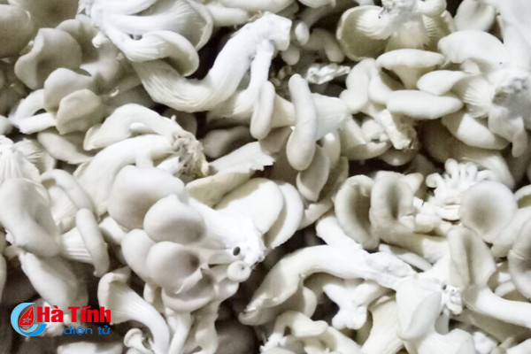 nam thach tan hoi ha vao vu tet