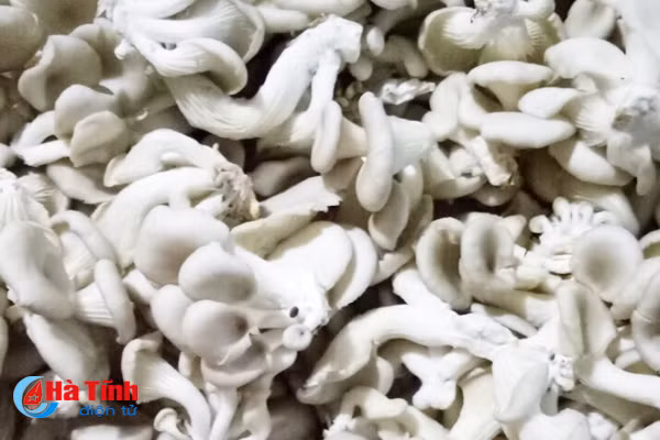 nam thach tan hoi ha vao vu tet