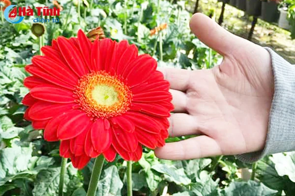 nhung loai hoa mang y nghia phu quy trong dip tet