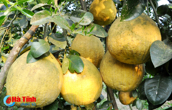 buoi chum ha linh san sang ra cho tet