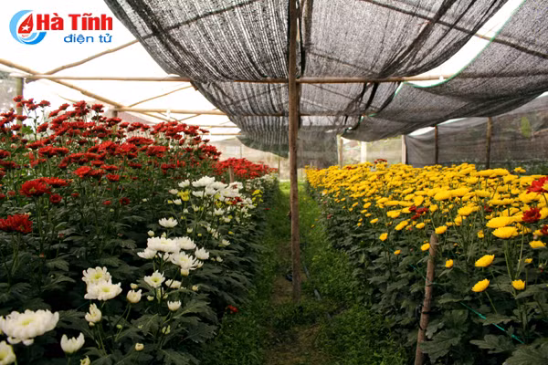 lang hoa bac son ruc ro khoe sac don xuan