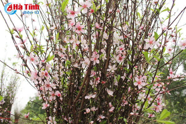 lang hoa bac son ruc ro khoe sac don xuan
