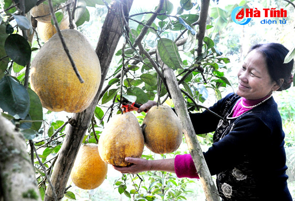 buoi chum ha linh san sang ra cho tet