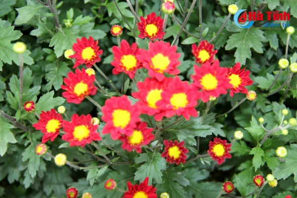 vuon hoa tet thu tram trieu cua vo chong cong chuc tre