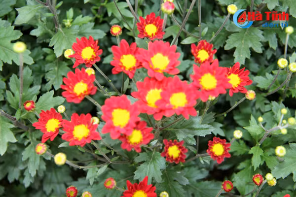 vuon hoa tet thu tram trieu cua vo chong cong chuc tre