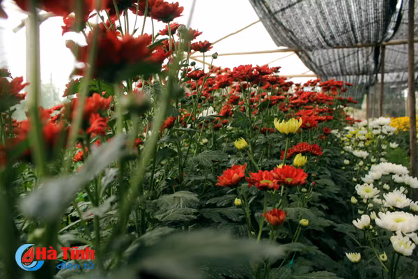 lang hoa bac son ruc ro khoe sac don xuan