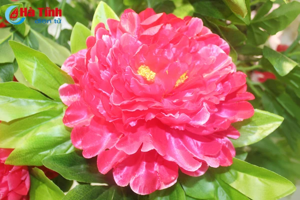 nhung loai hoa mang y nghia phu quy trong dip tet