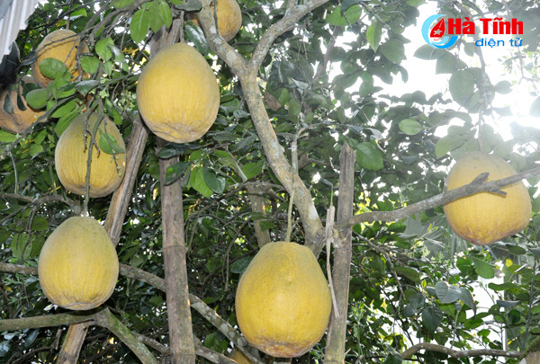 buoi chum ha linh san sang ra cho tet