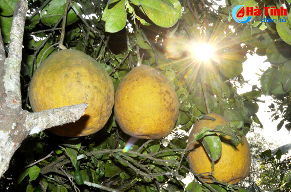 buoi chum ha linh san sang ra cho tet