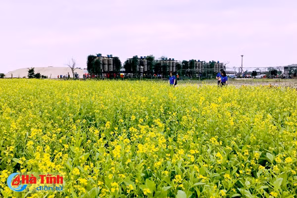 dong noi thoi mien du khach voi dong cai vang tuyet dep
