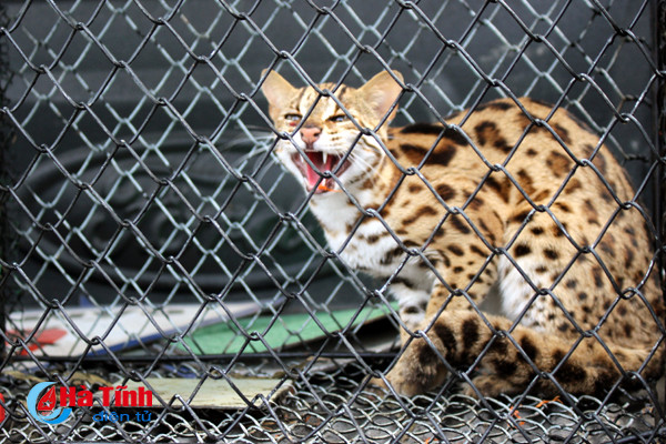 tha meo gam quy hiem ve lai moi truong tu nhien