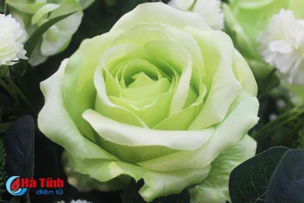 nhung loai hoa mang y nghia phu quy trong dip tet