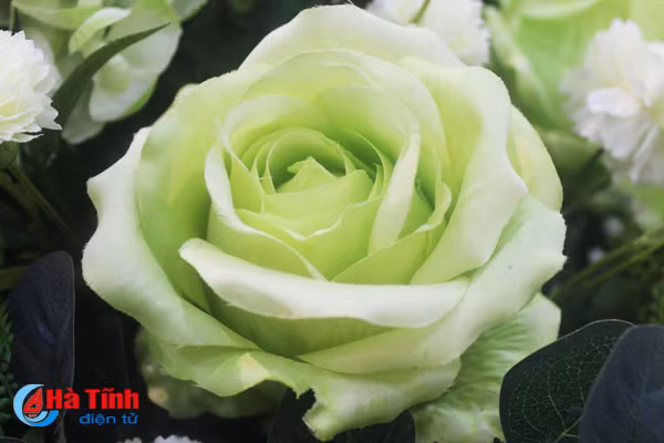 nhung loai hoa mang y nghia phu quy trong dip tet