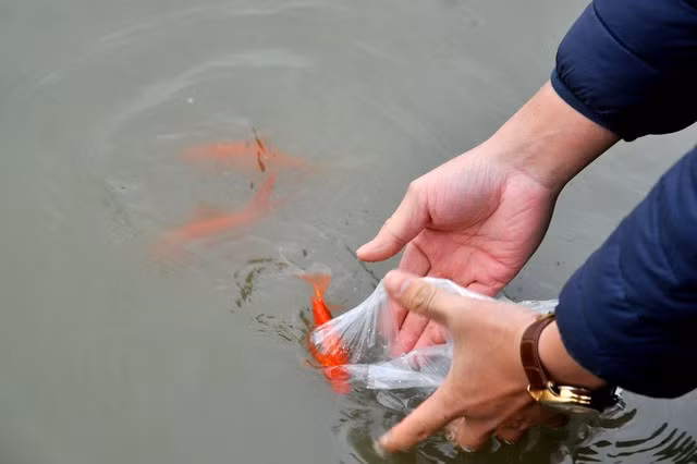 le cung ong cong ong tao va nhung luu y tuyet doi phai nho