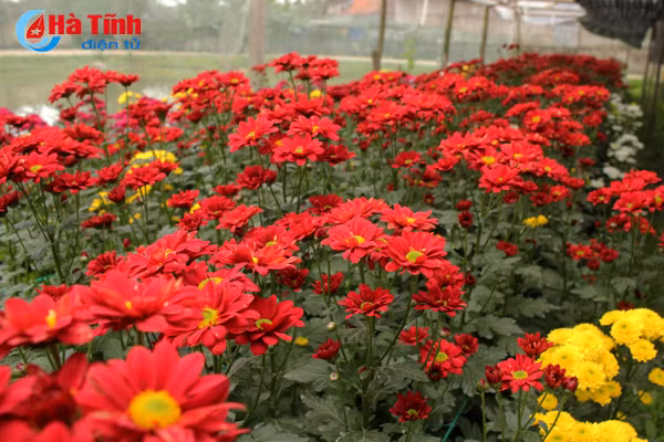 lang hoa bac son ruc ro khoe sac don xuan