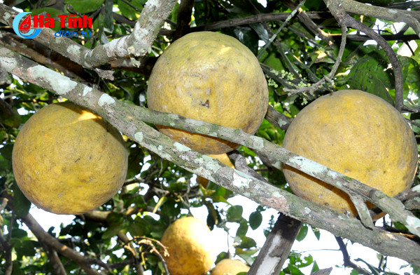 buoi chum ha linh san sang ra cho tet