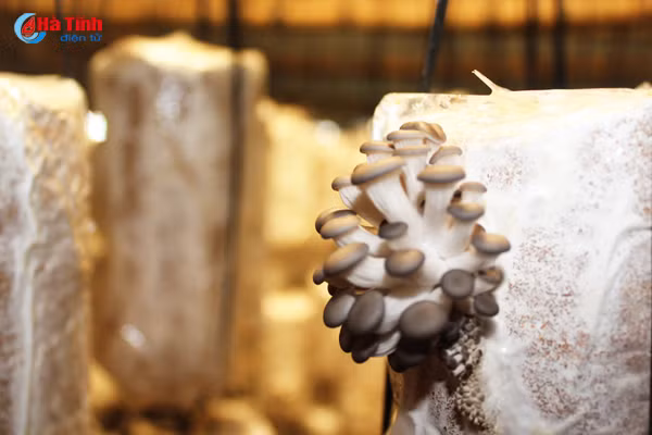 nam thach tan hoi ha vao vu tet