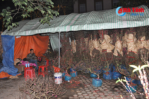 trang dem canh quat trong dao trong gia ret