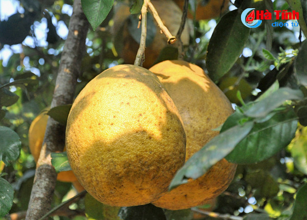 buoi chum ha linh san sang ra cho tet