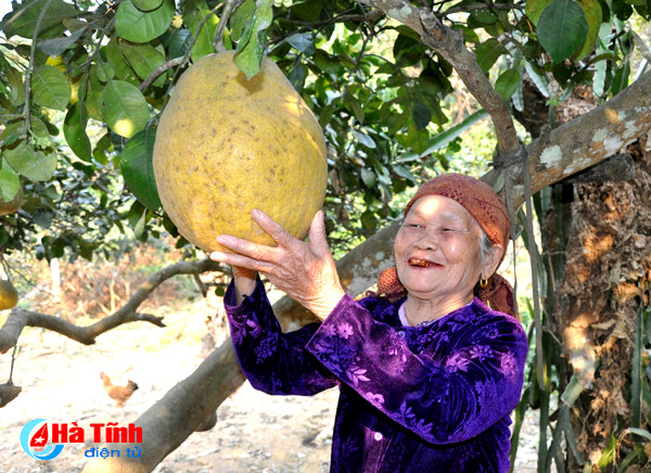 buoi chum ha linh san sang ra cho tet