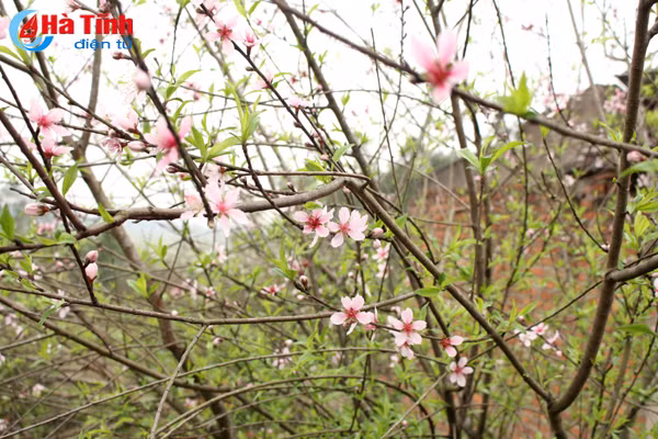 lang hoa bac son ruc ro khoe sac don xuan