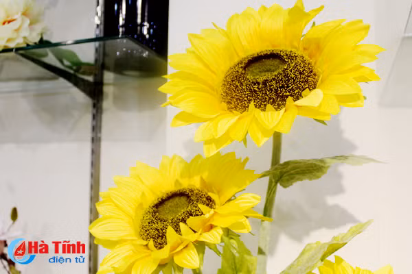 nhung loai hoa mang y nghia phu quy trong dip tet