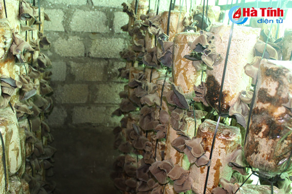 nam thach tan hoi ha vao vu tet