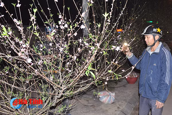 trang dem canh quat trong dao trong gia ret