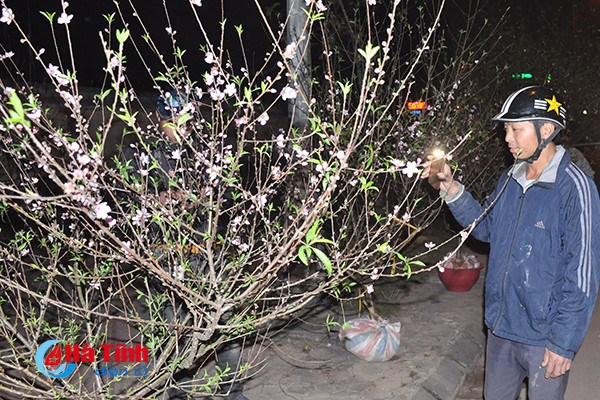 trang dem canh quat trong dao trong gia ret