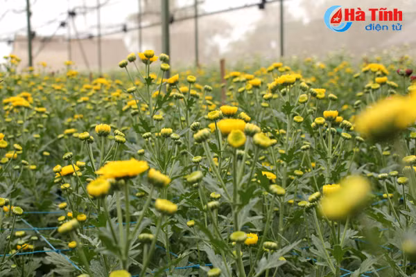 lang hoa bac son ruc ro khoe sac don xuan