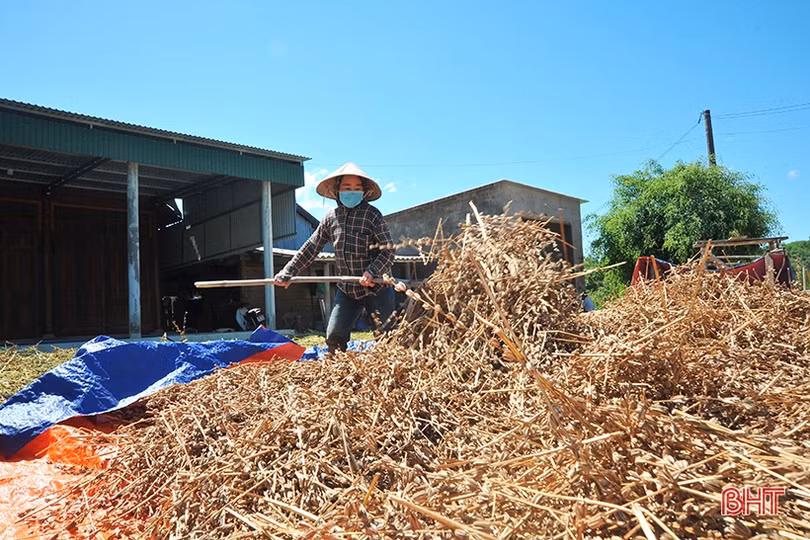 Nông dân Hương Khê phấn khởi thu hoạch sớm vừng hè thu