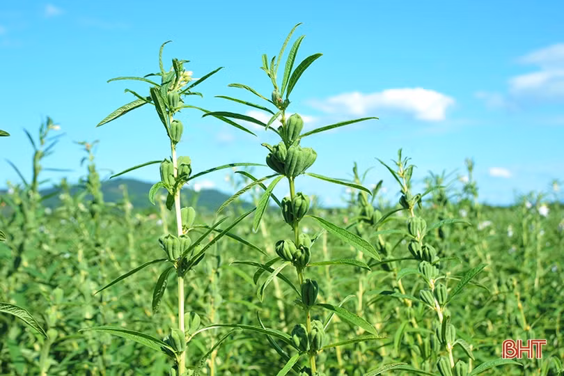 Nông dân Hương Khê phấn khởi thu hoạch sớm vừng hè thu