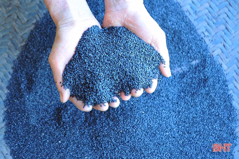 Nông dân Hương Khê phấn khởi thu hoạch sớm vừng hè thu