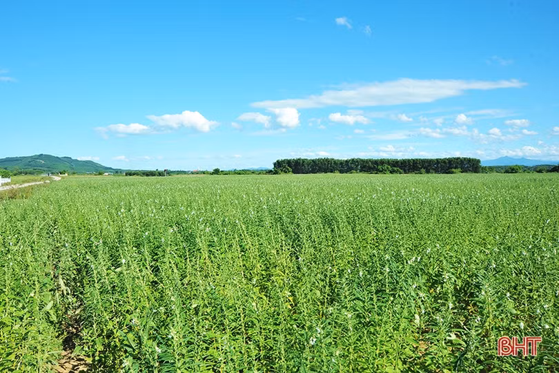 Nông dân Hương Khê phấn khởi thu hoạch sớm vừng hè thu