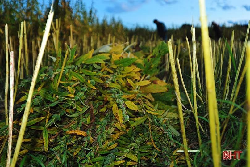 Nông dân Hương Khê phấn khởi thu hoạch sớm vừng hè thu