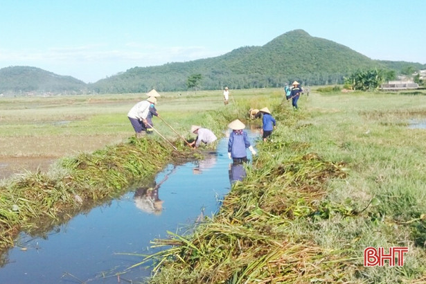 Nông dân Lộc Hà gieo cấy lại 766 ha lúa hè thu
